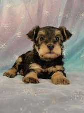 Male Snorkie Puppy for sale #10 Born February 15, 2012
